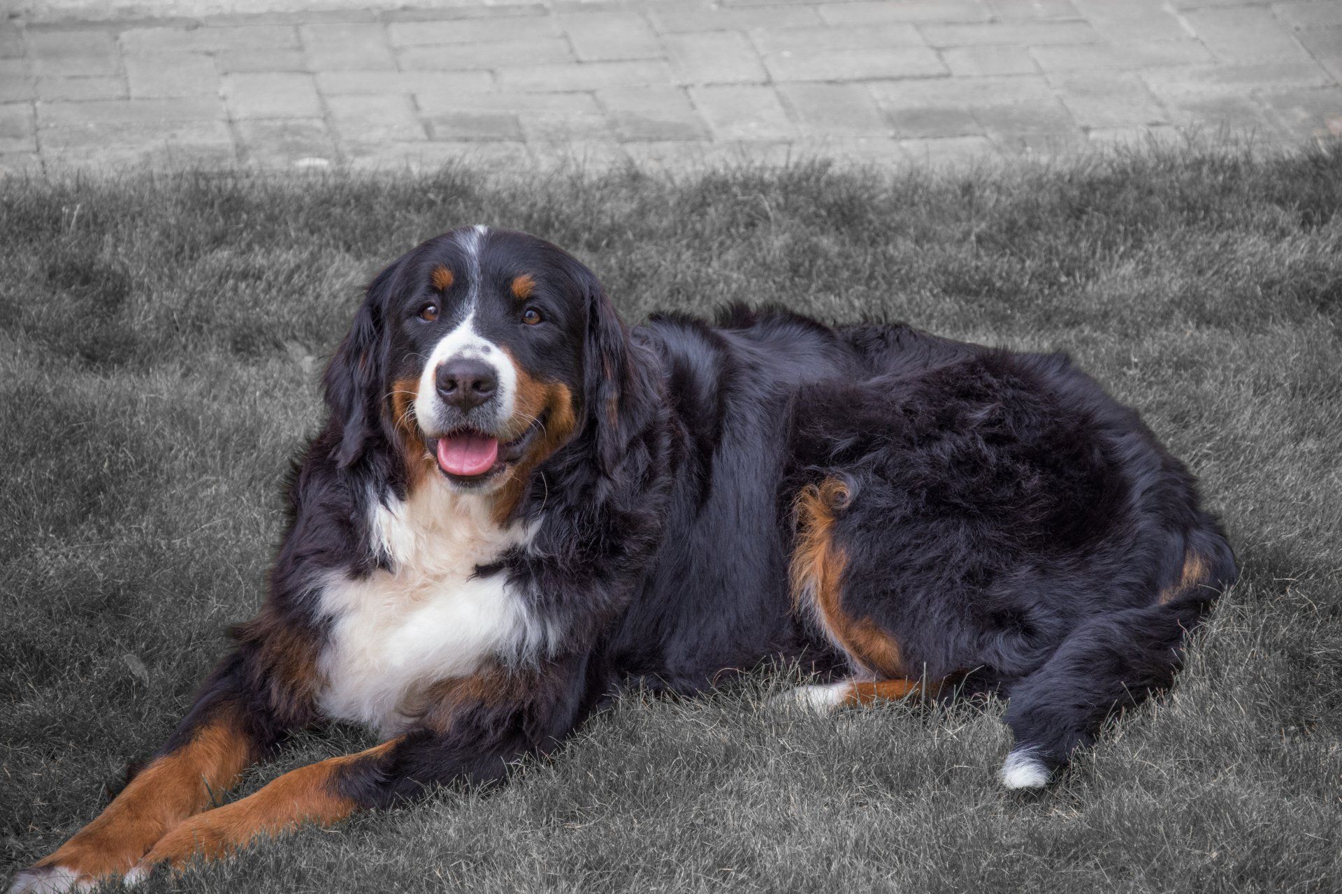 Jolie, Zucht, Hündin, Eppler Sandpfoten