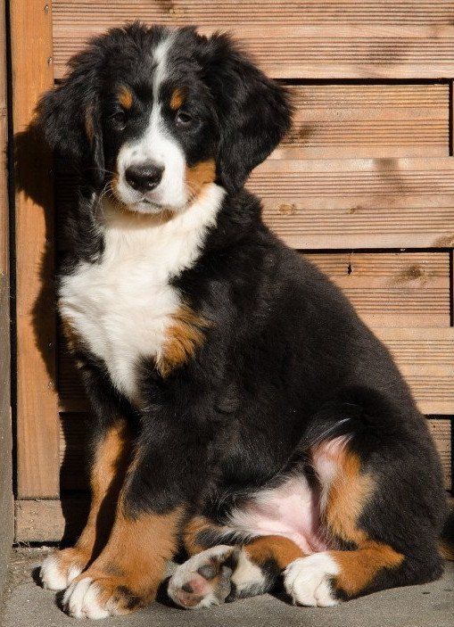 Welpen, Jolie, Zucht, Eppler Sandpfoten