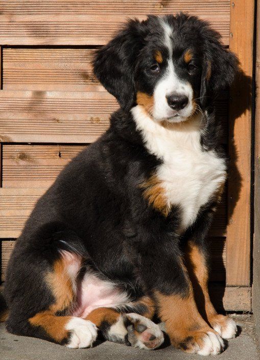 Welpen, Jolie, Zucht, Eppler Sandpfoten