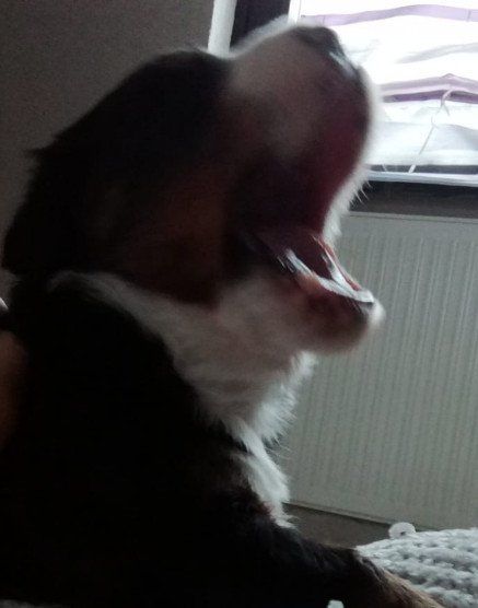 Jolie, Hündin