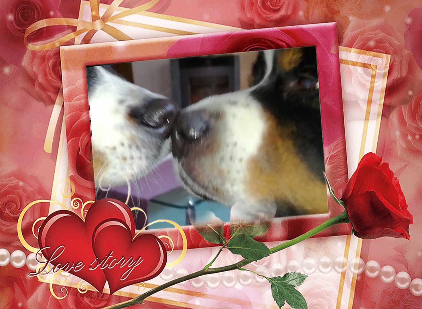 Liebe, Verpaarung, Deckakt, Welpen