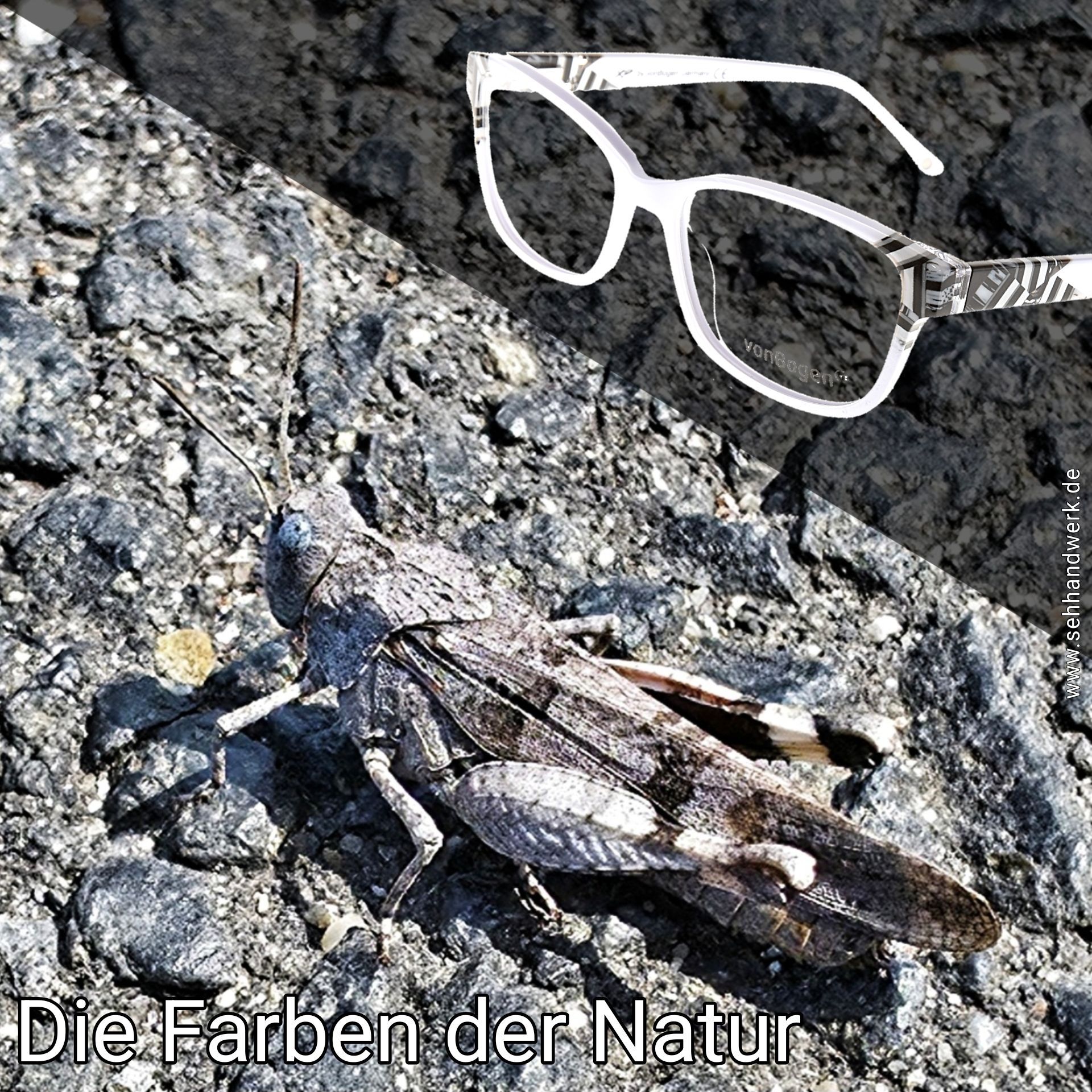 Bild eines Insekts mit einer farblich abgestimmten Brillenfassung im Vordergrund