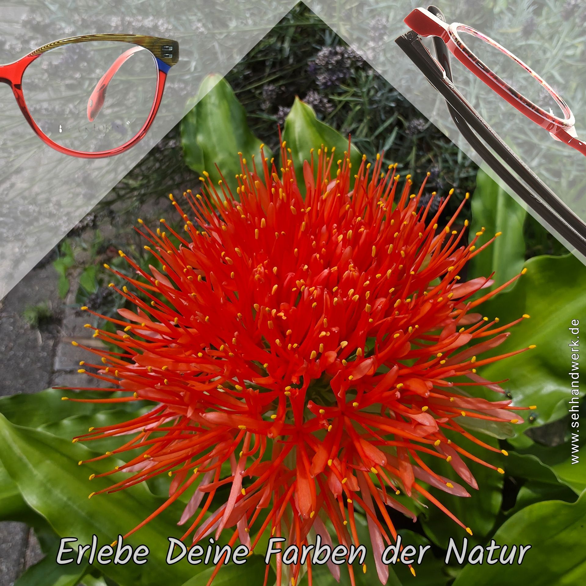 Bild einer Blume mit zwei farblich abgestimmten Brillenfassungen im Vordergrund
