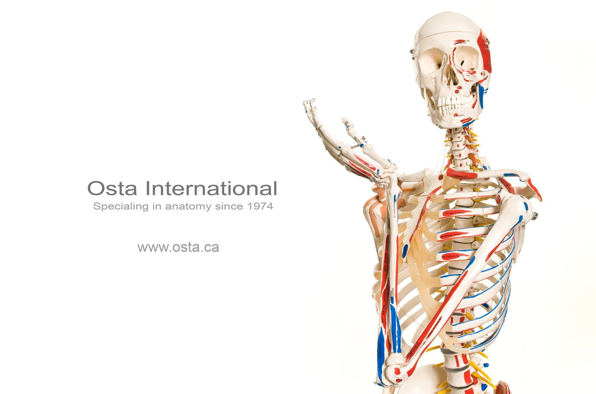 Vancouver Product Photographer Devin Gong devinfoto product photography