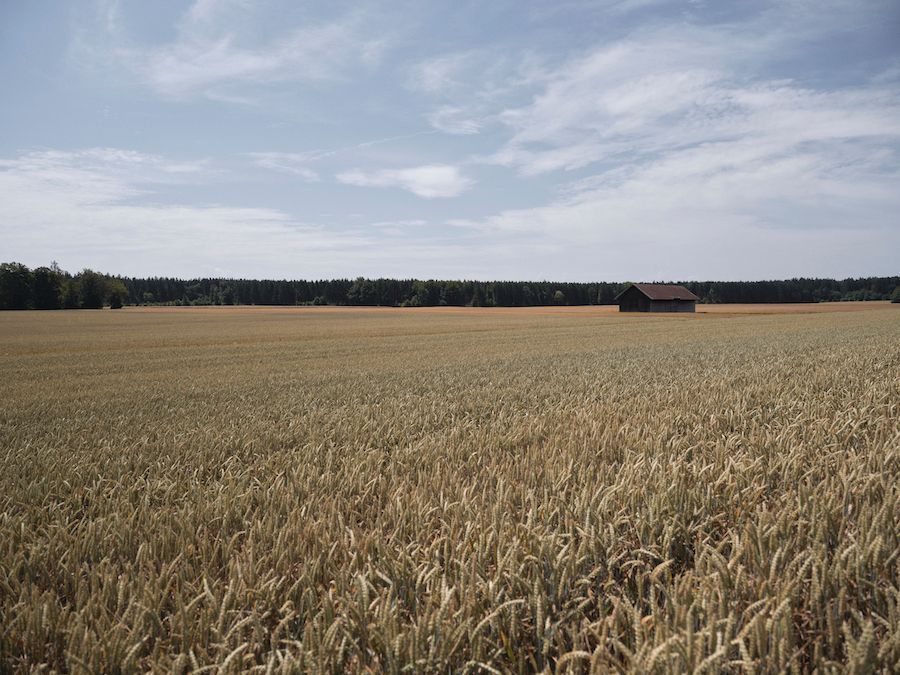 Ein Kornfeld. in der Ferne steht eine Holzhütte, der Himmel ist bewölkt.