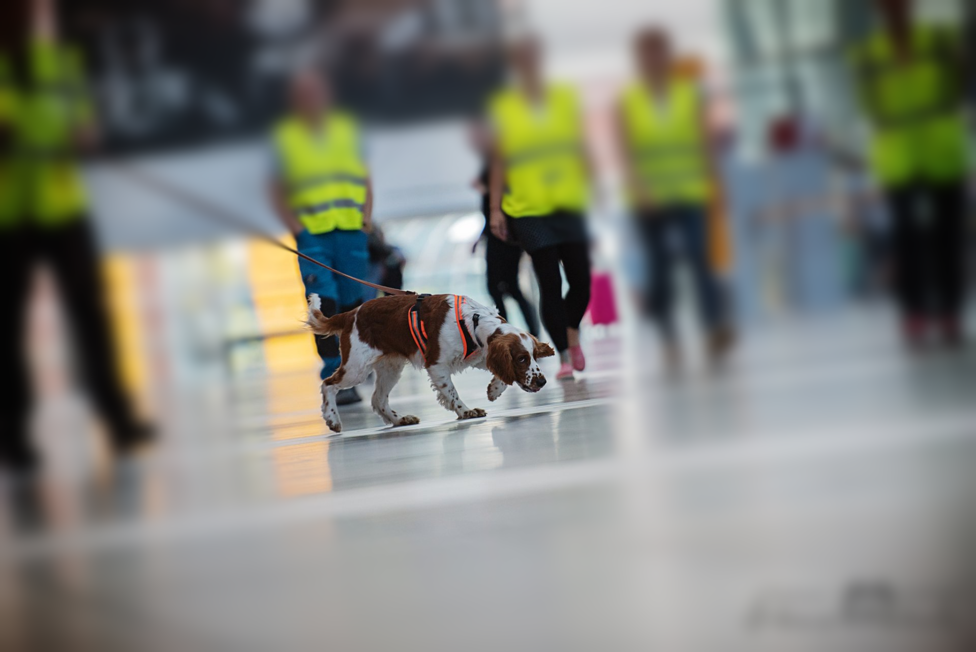 Dogs-n-Joy Mantrailing Suchteam