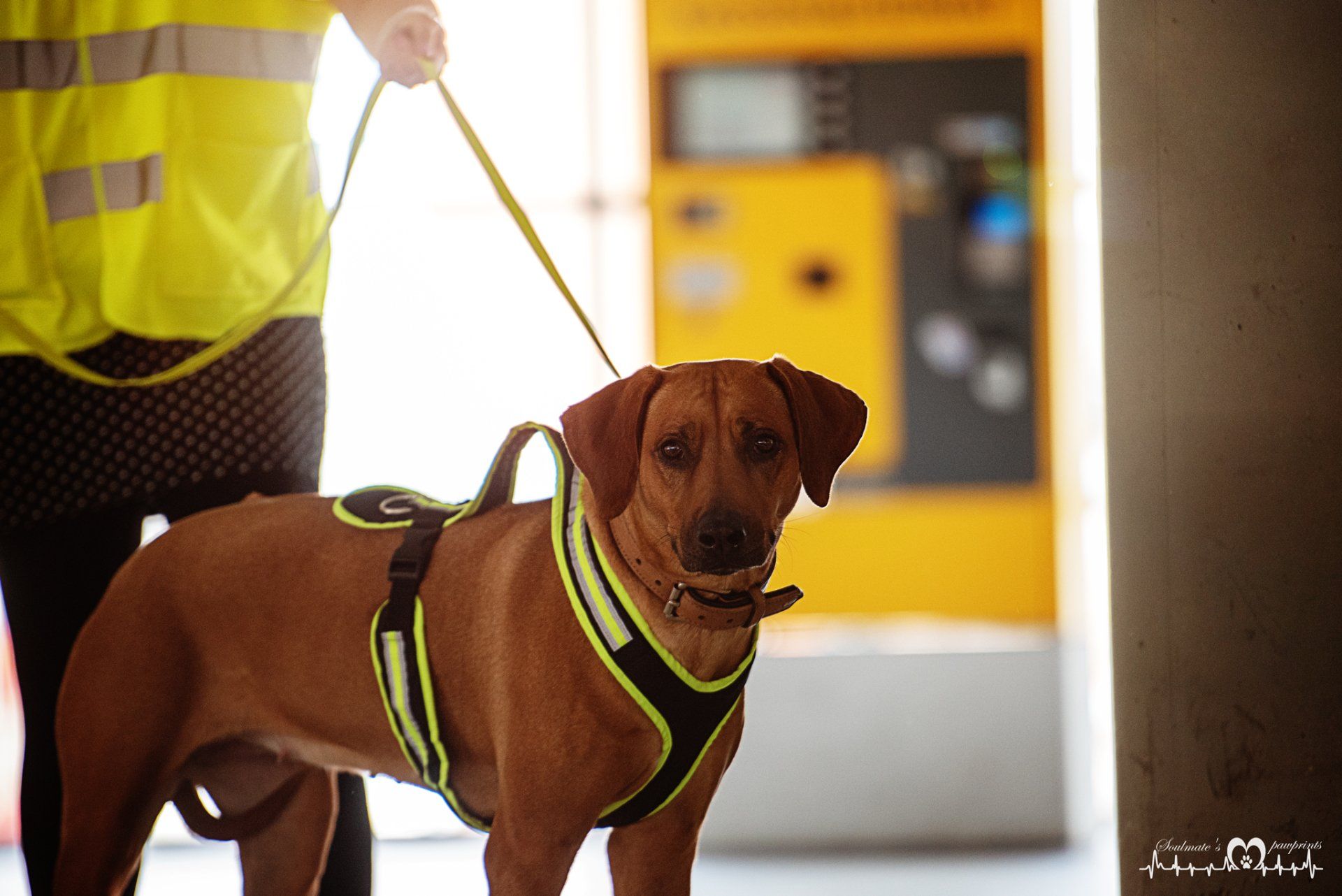 Dogs-n-Joy Mantrailingcoaching in Leipzig