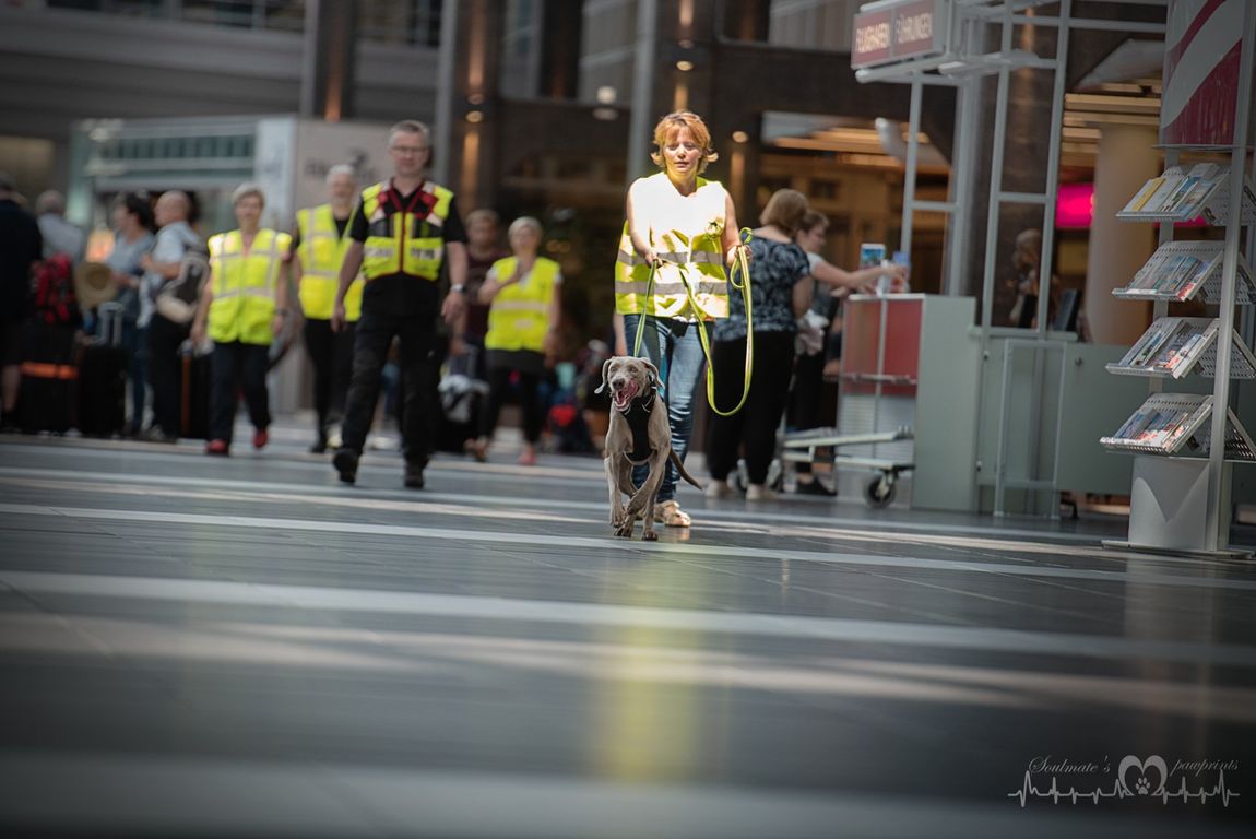 Dogs-n-Joy Mantrailing in Dresden