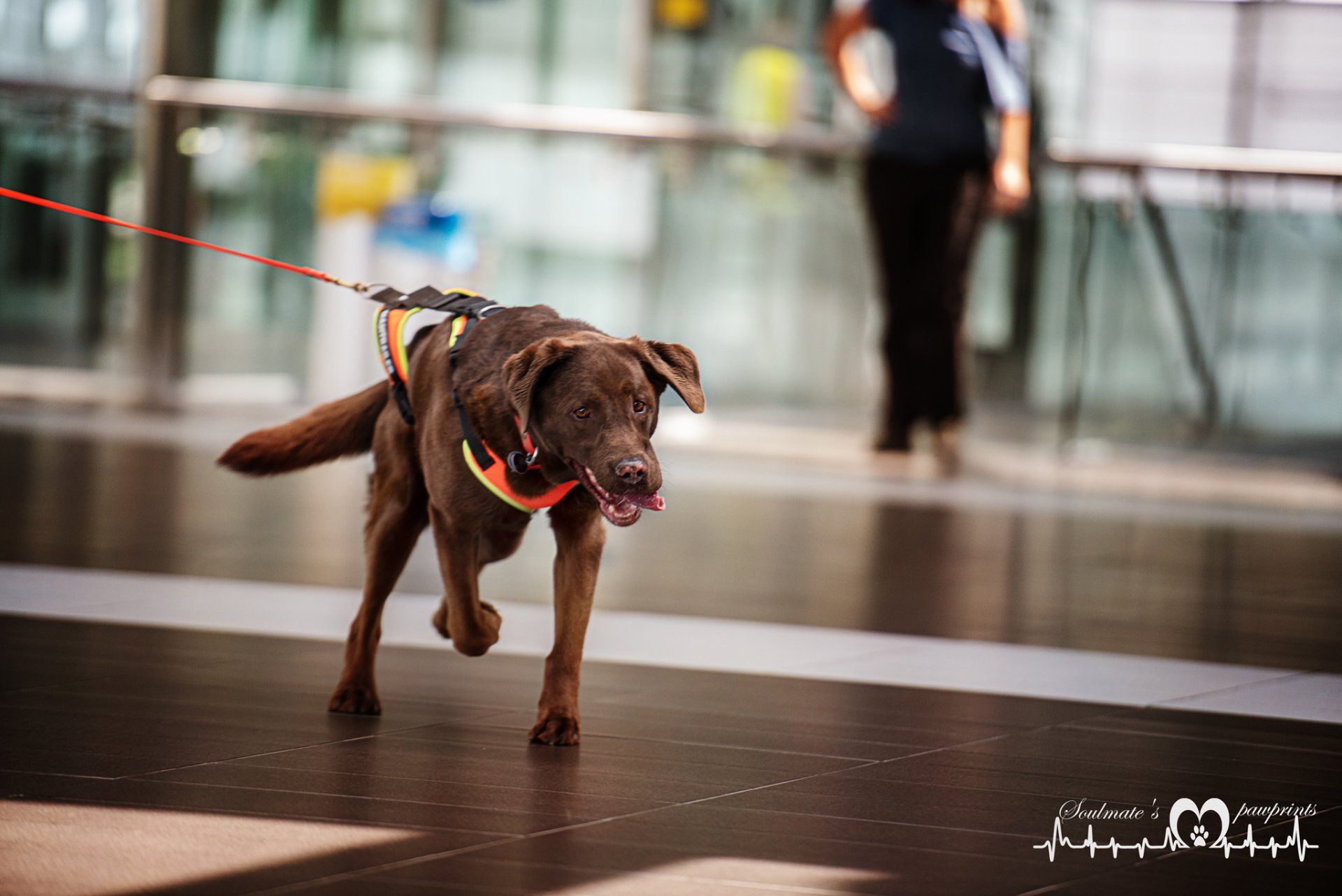 Mantrailingprüfung in Sachsen bei Dogs-n-Joy Mantrailing