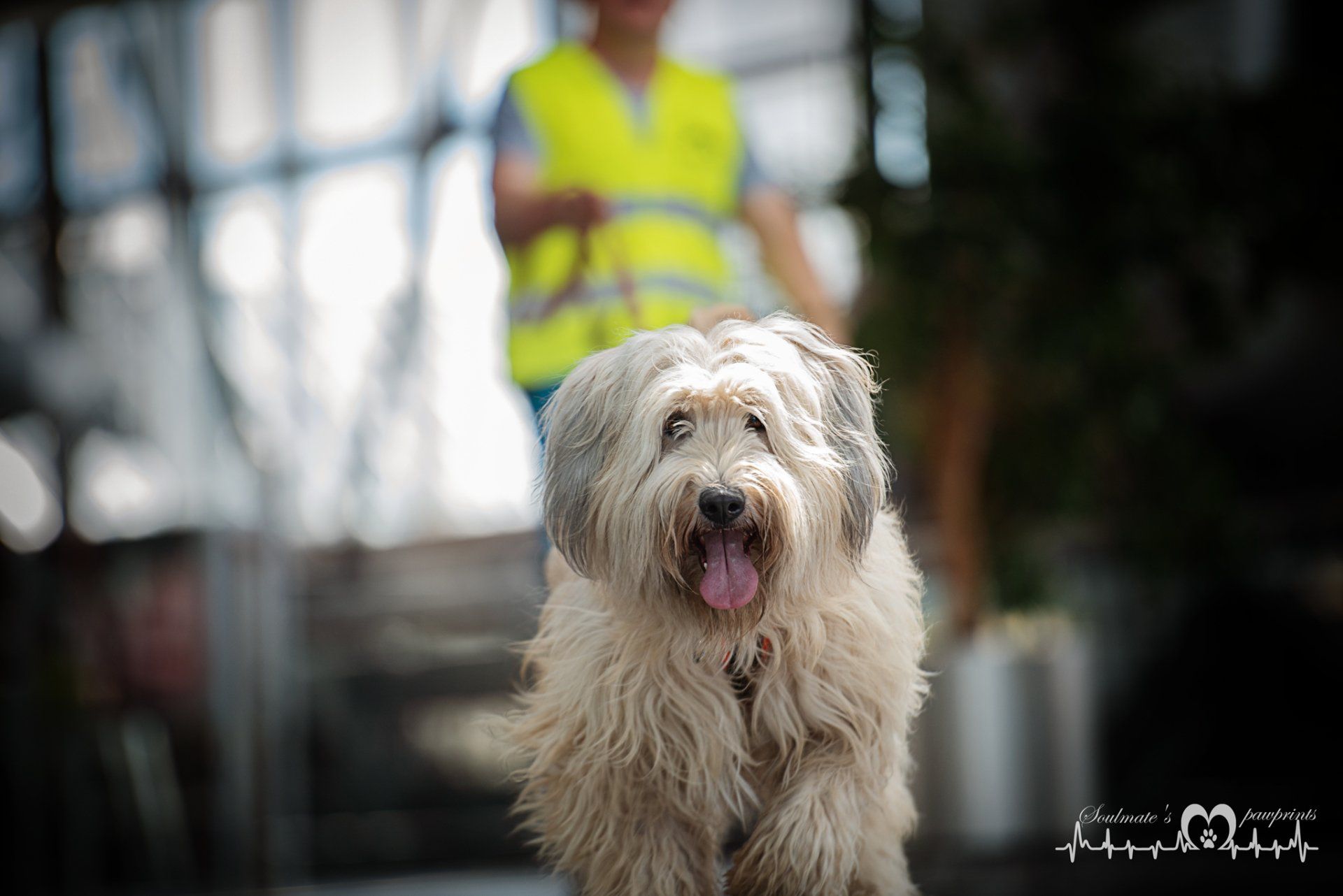 Dogs-n-Joy Mantrailingausbildung in Sachsen