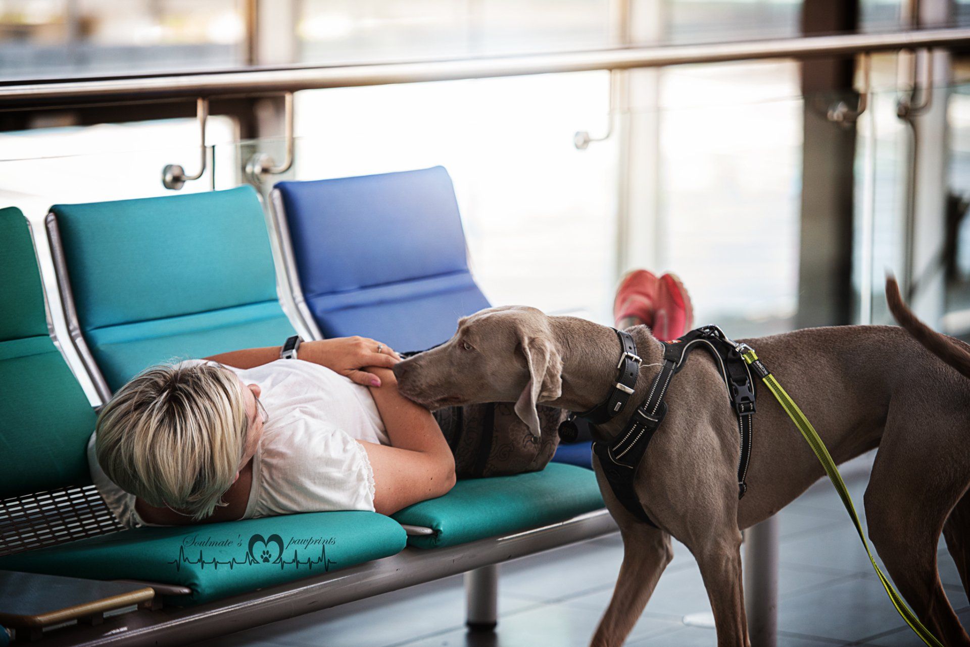 Nasenarbeit -Auslastung mit Mantrailing