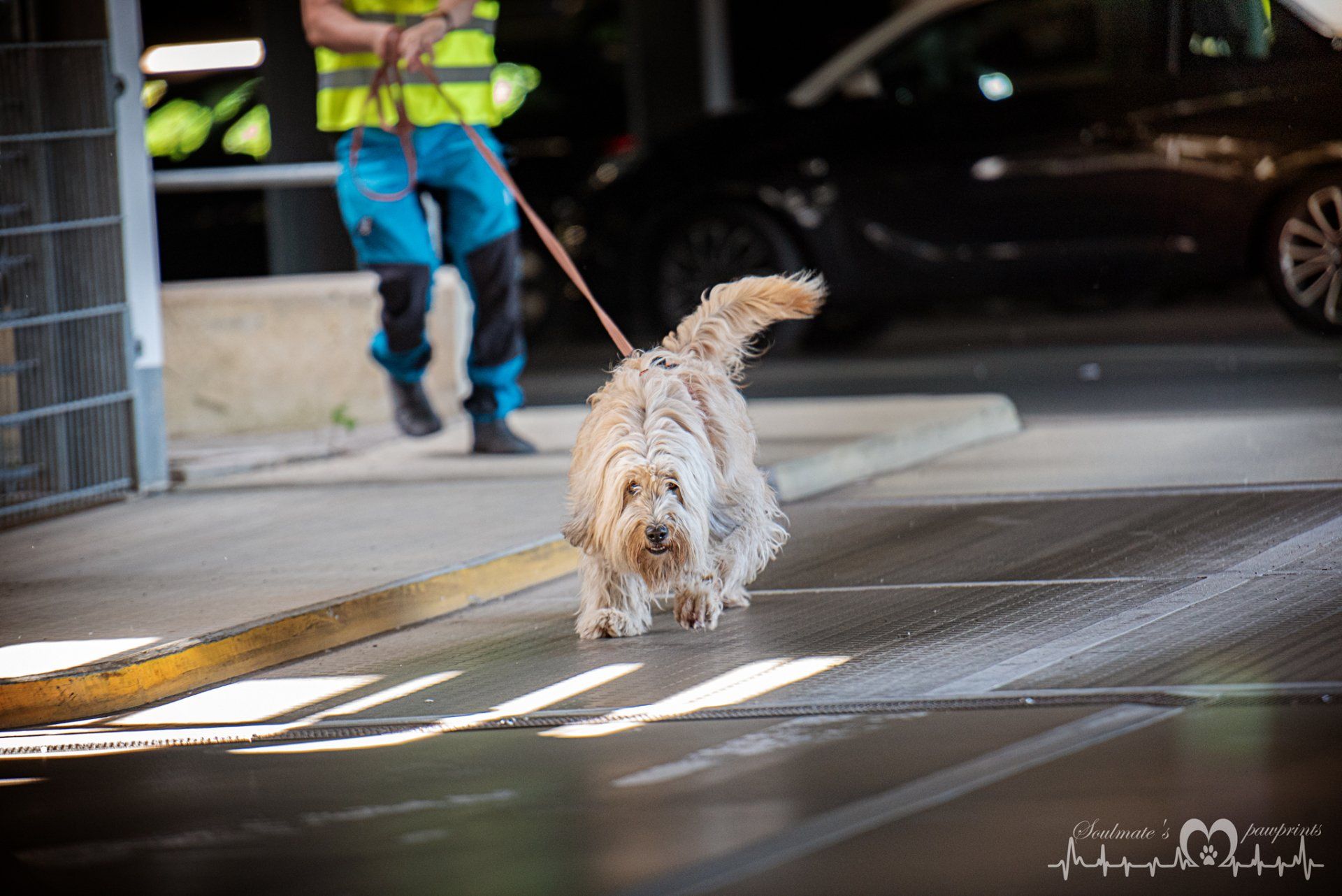 Dogs-n-Joy Mantrailingseminare in Sachsen