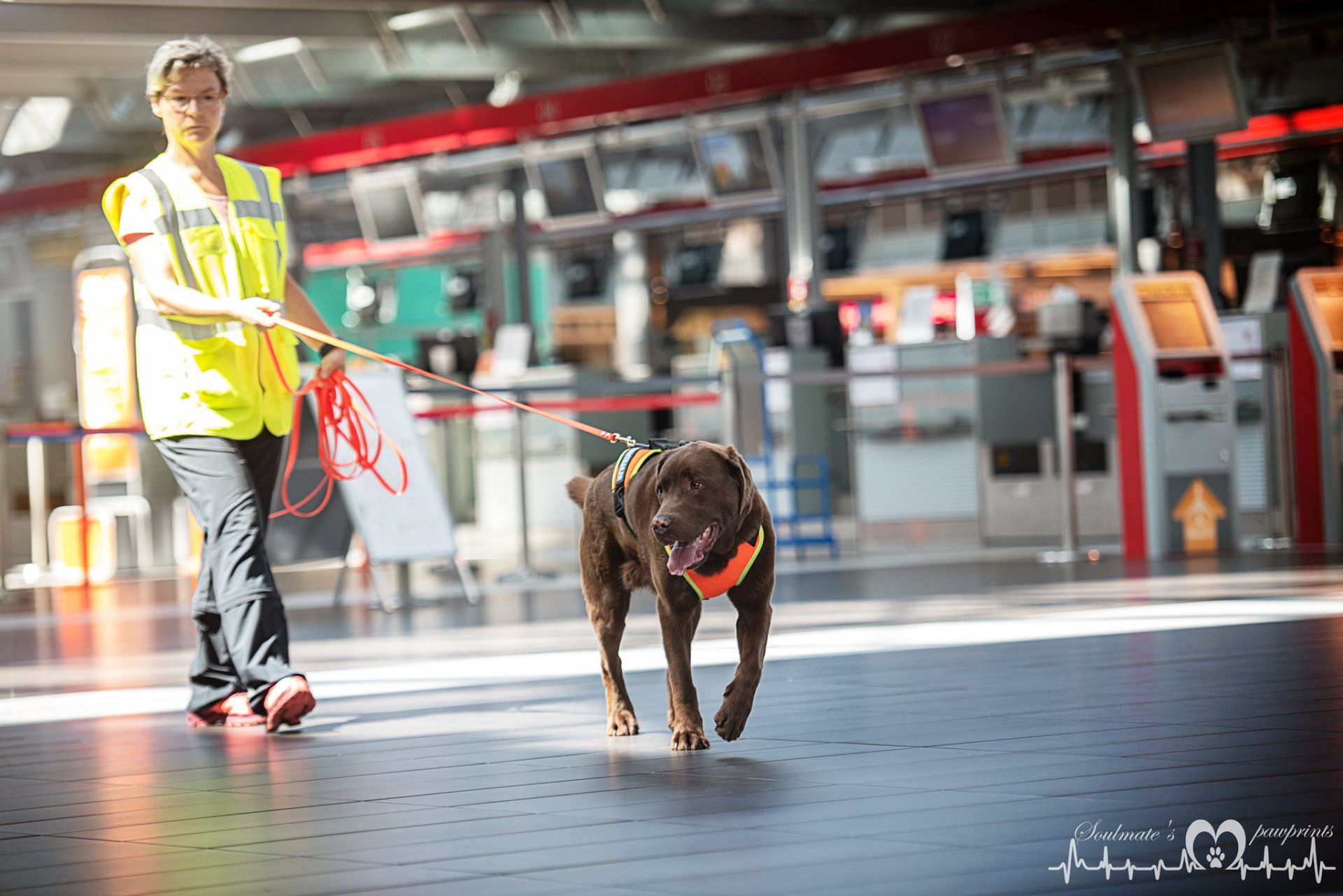 Dogs-n-Joy Mantrailing Anfngerkurs in Dresden