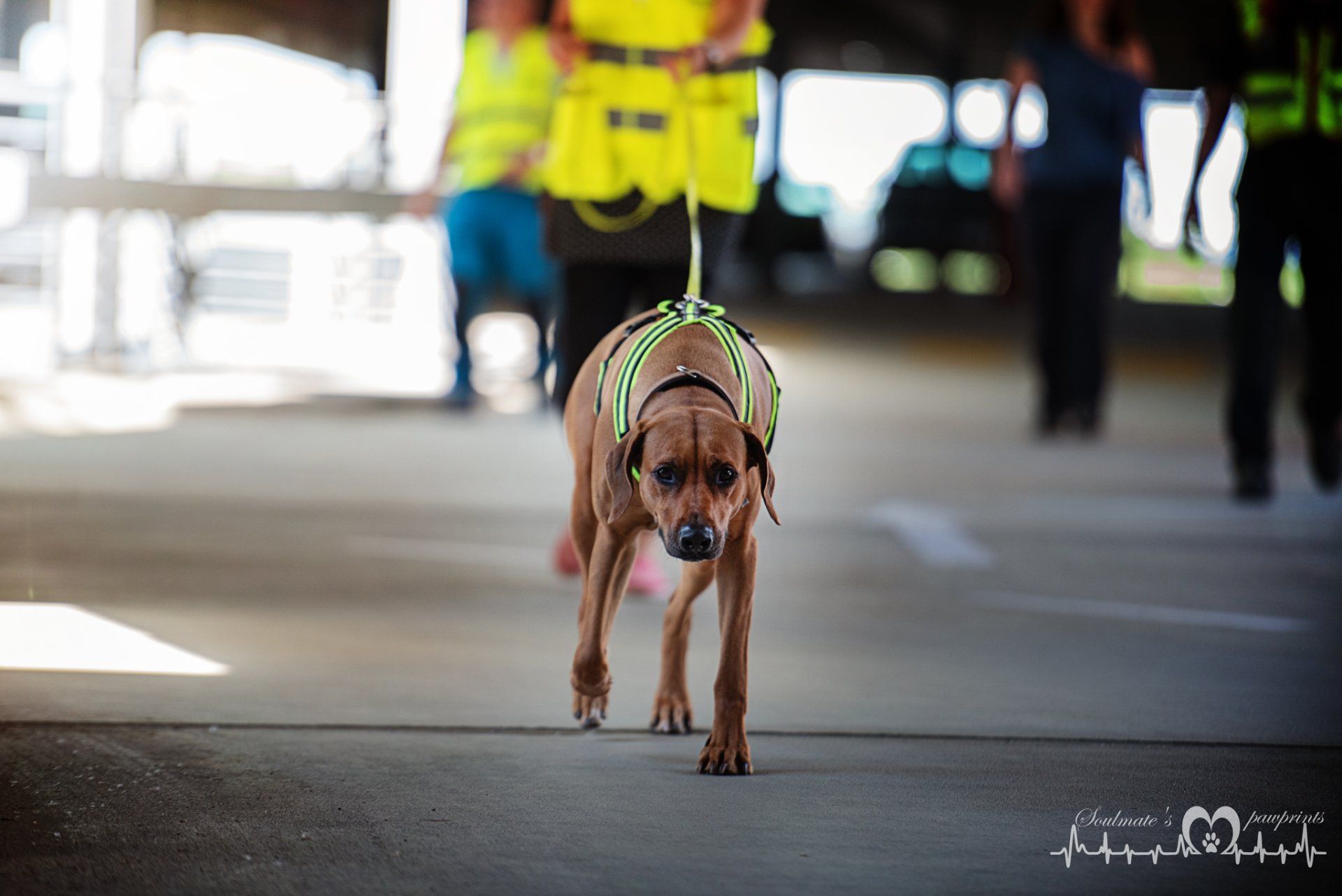 Dogs-n-Joy Mantrailing Einsteigerkurs in Sachsen