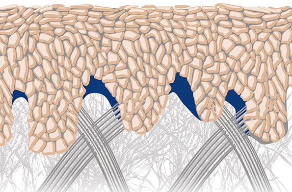 junge Epidermis