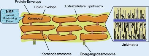 Kosmetikstudio_Kladow_Stratum_corneum