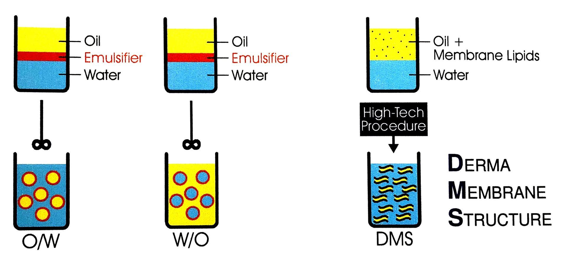 DermaMembranStruktur