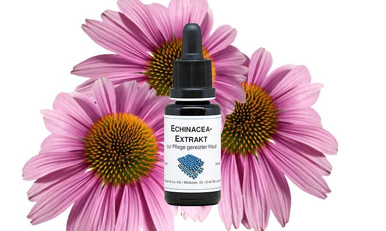 Echinacea-Extrakt