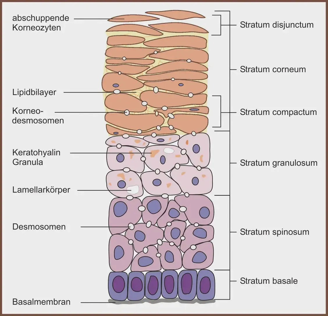 Kosmetikstudio_Kladow_Lipidlayer