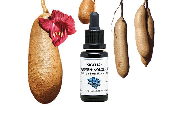 Kigelia-Liposomen Kigelia-Liposomen