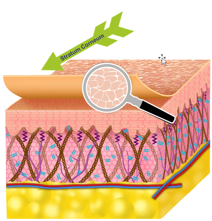 Kosmetikstudio_Kladow_Hautbarriere