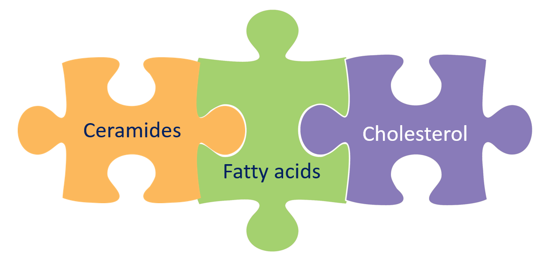 Kosmetikstudio_Kladow_Zusammensetzung_Bilayer