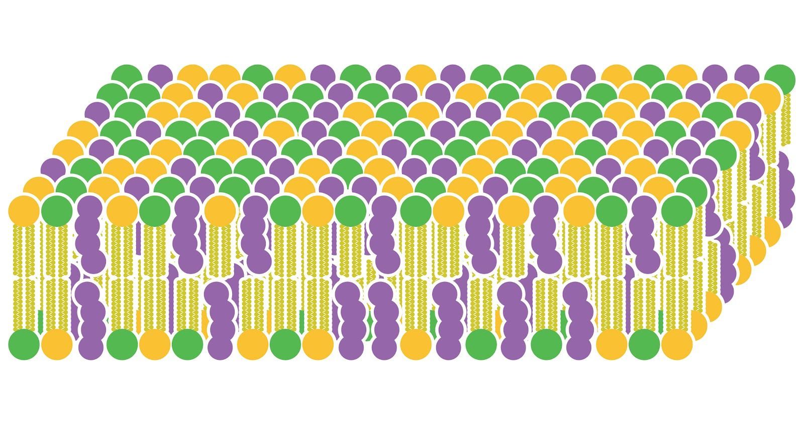 Kosmetikstudio_Kladow_Lipid_Bilayer
