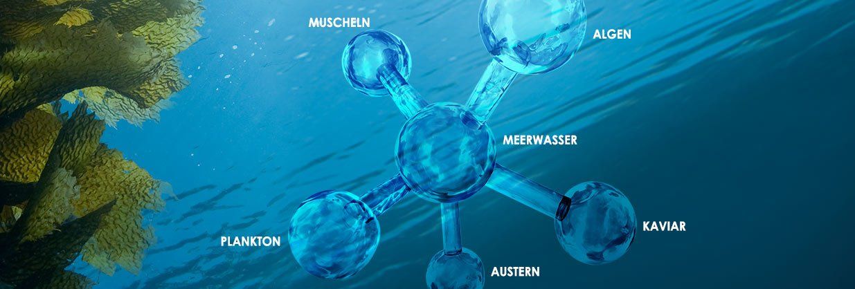 Celumer Meeresextrakt Zusammensetzung