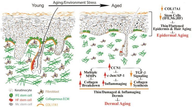 molekularbiologische Sicht