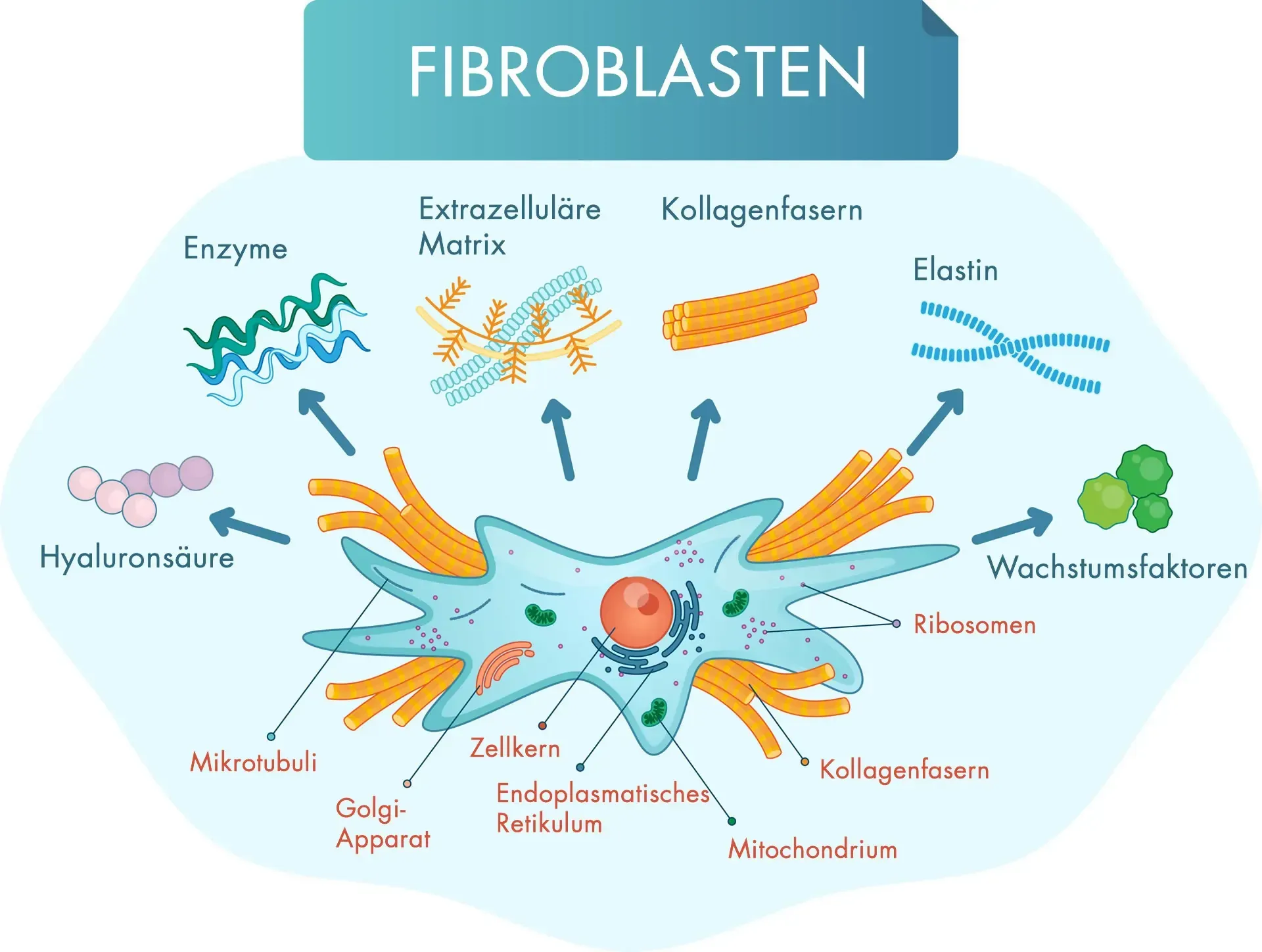 Fibroblasten Produkte