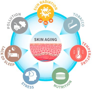 Skin Aging factors