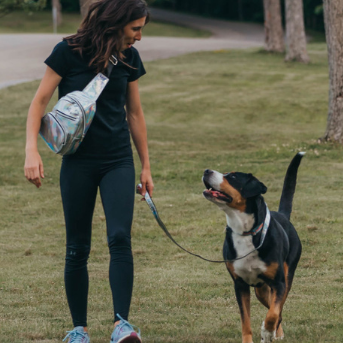 Learn leash manners at Golden Paws dog daycare and school in Derby, NY.