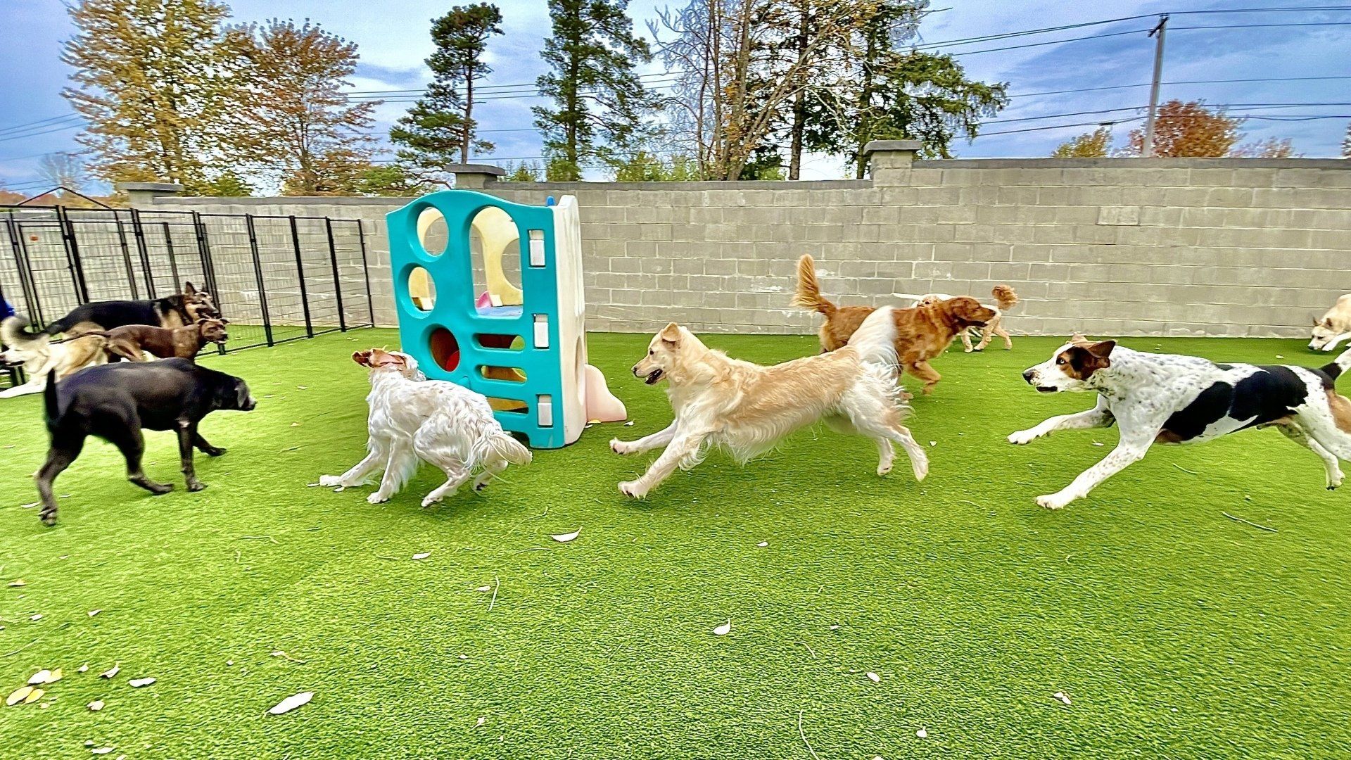 k9 barks and fun at Golden Paws dog daycare