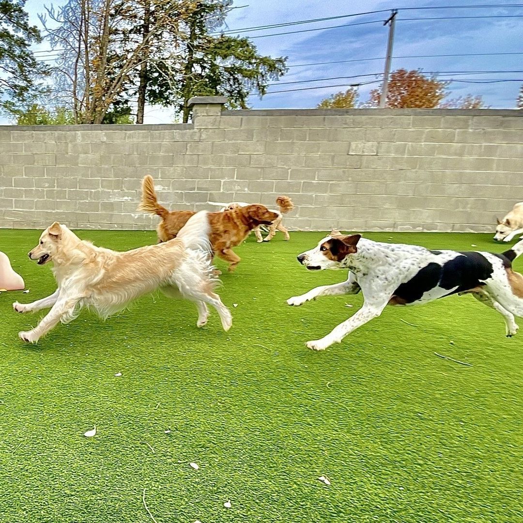 K9 bar