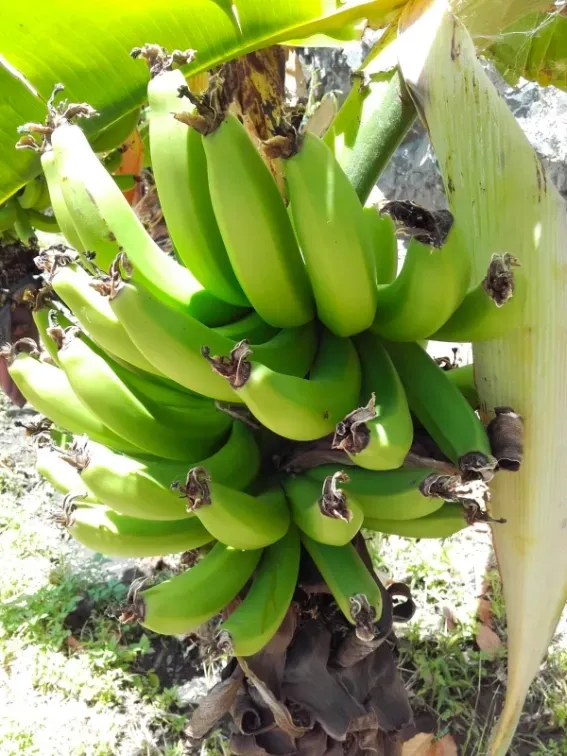 Bananen auf der Kanareninsel La Gomera