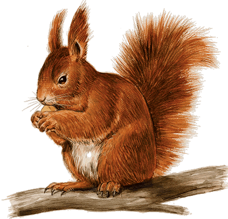 HOTEL GARNI EICHHORNKOBEL