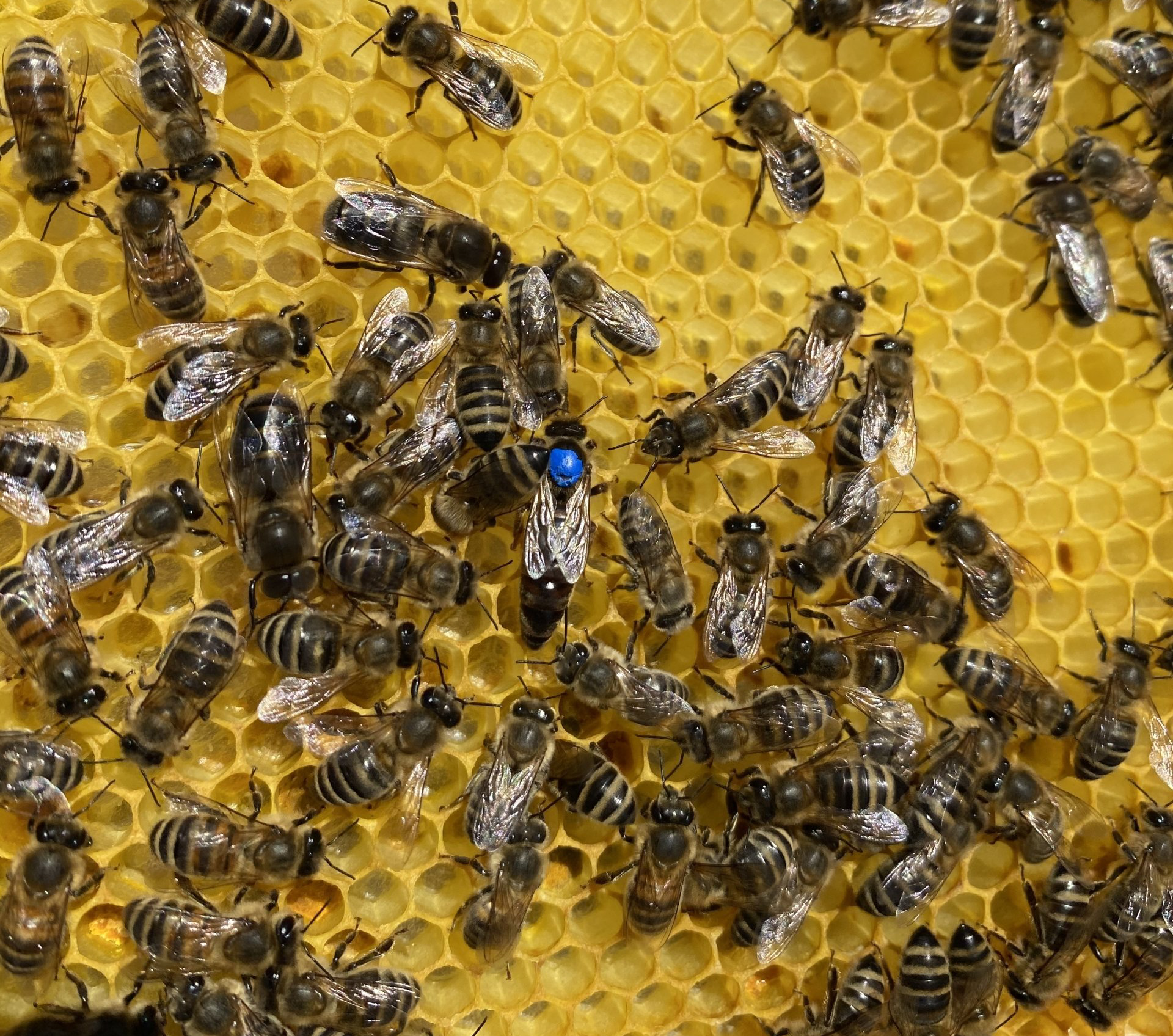 Imkerei Rutsch Bienenwachs kaufen