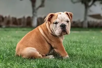Foto einer kleinen Bulldogge. Die Hundehaftpflicht Versicherung vergleichen und sparen.