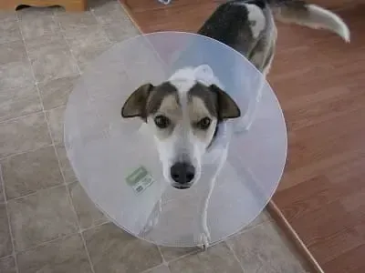 Ein kleiner Hund mit einem Schutzkragen um den Hals stellt den Vergleich für die Tierkrankenversicherung dar.