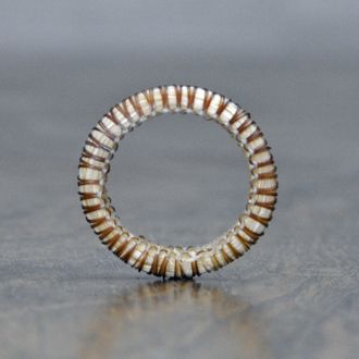 Horse Hair Ring Palomino