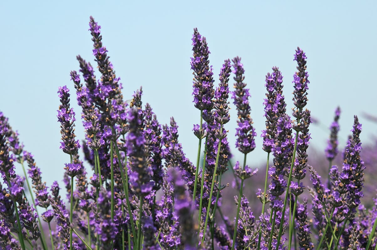 DIFERENCIA ENTRE LAVANDA BULGARA, FRANCESA E INGLESA