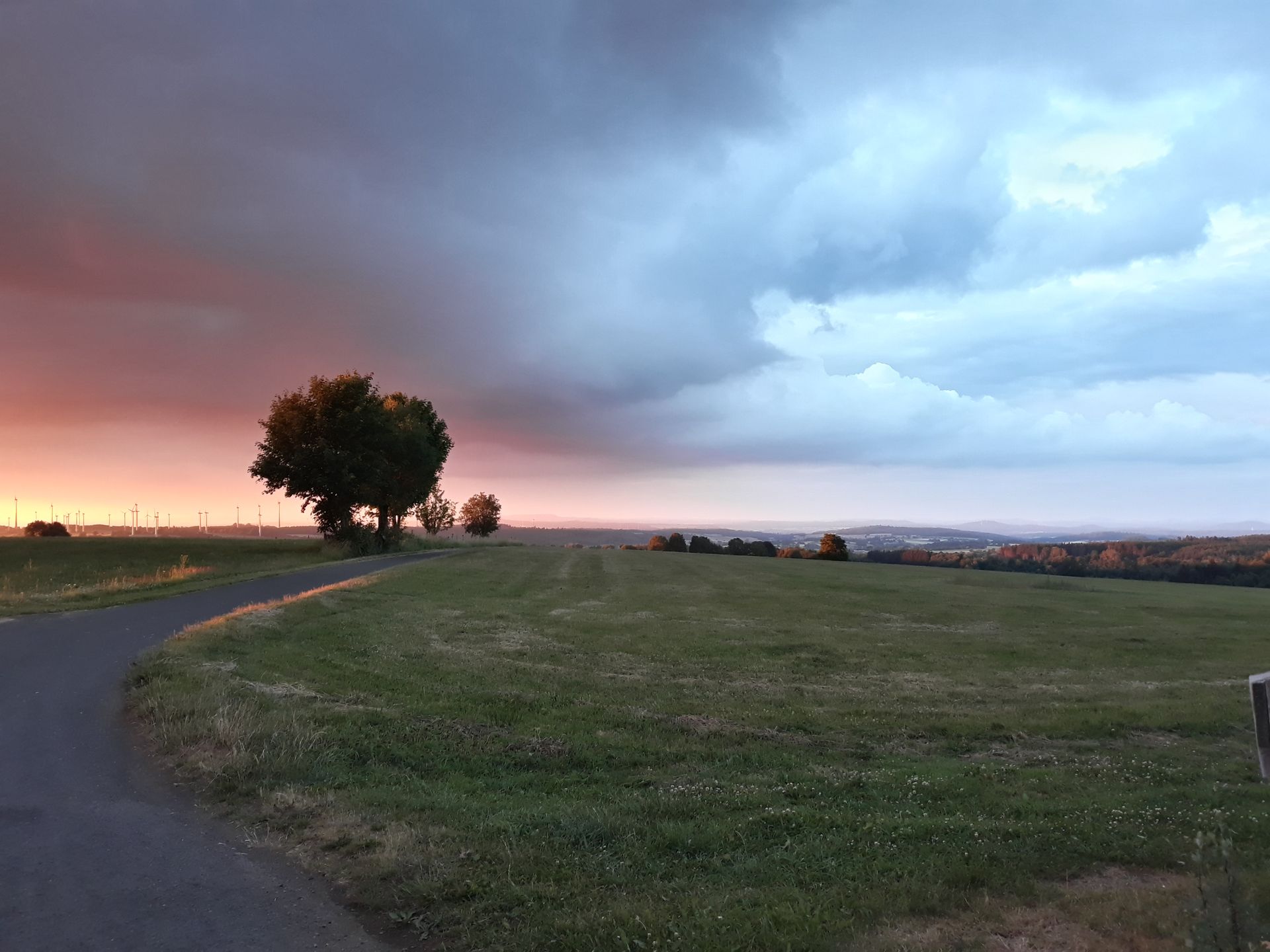 Bäume in freier Natur