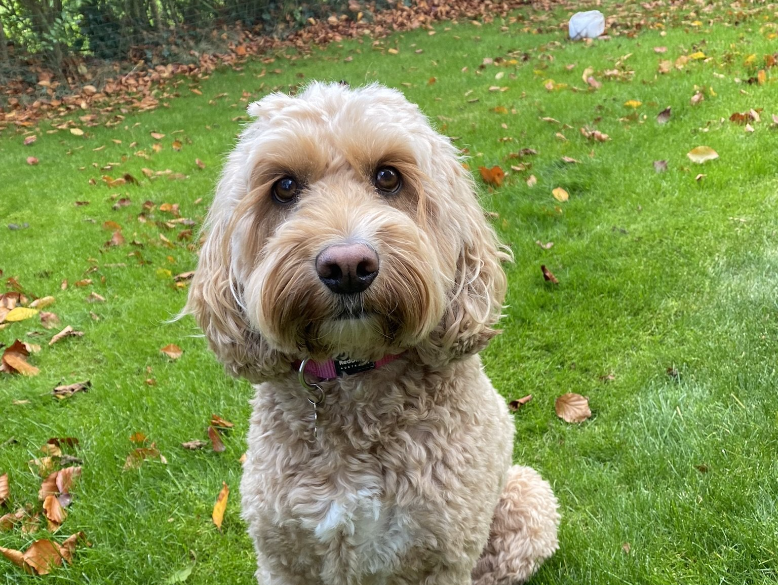 Office dog Pippa at Wild & Co Accountants Harrogate