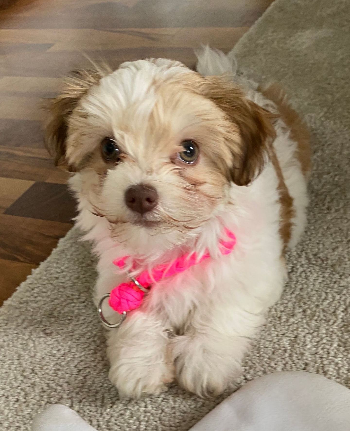 Gracie