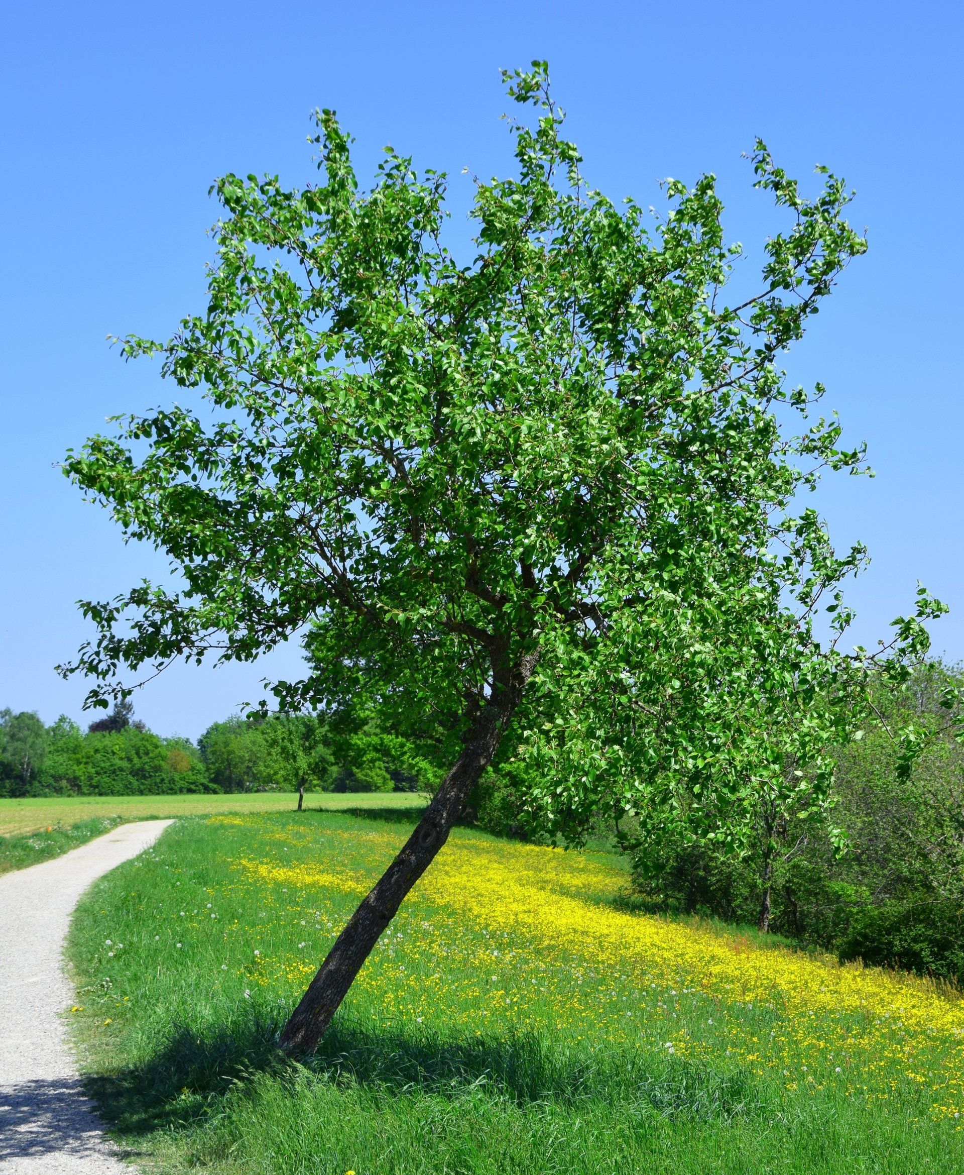 Geologische Störzonen kann man auch in der Natur entdecken. Geologische Störzonen kann man auch in der Natur entdecken; ein Baum kann nicht fliehen.