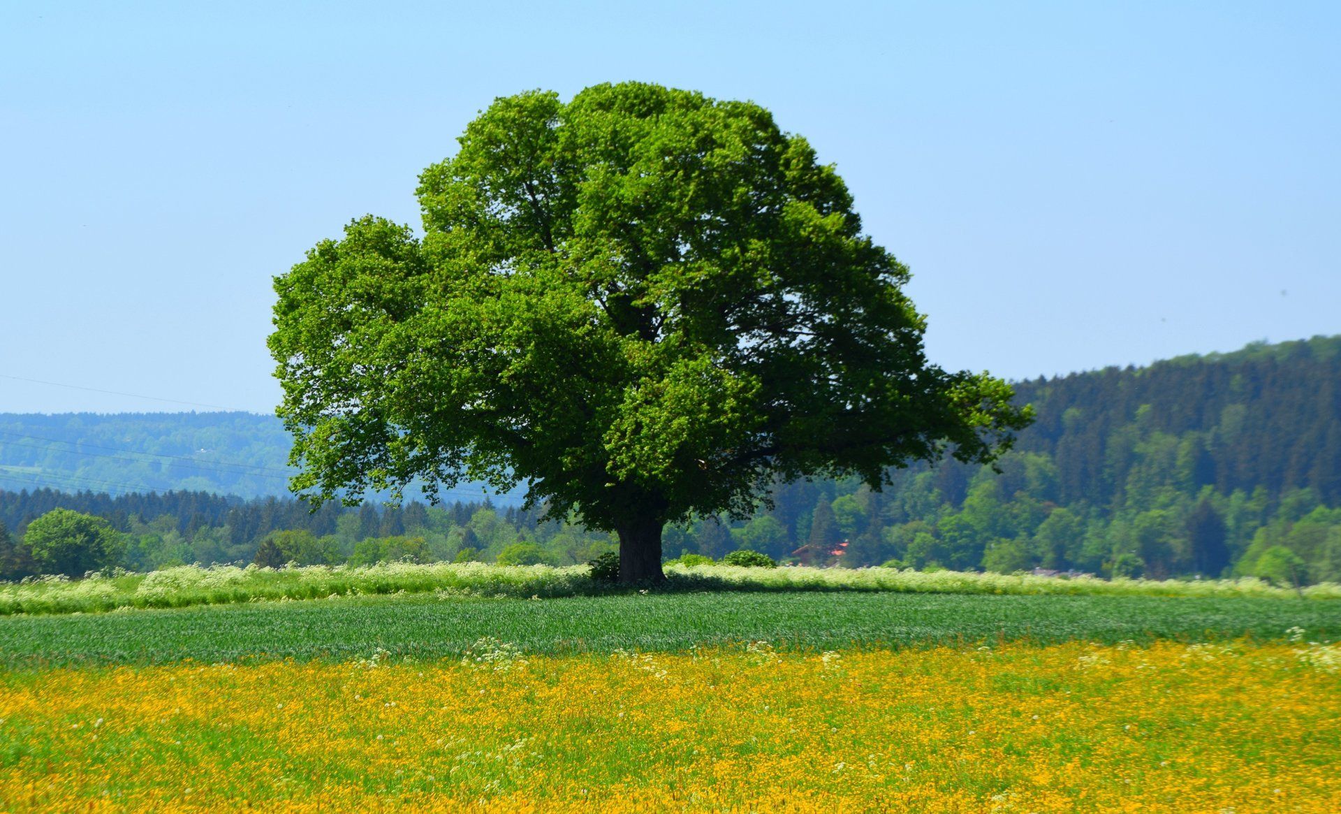 Gesunder Baum auf einem störungsfreien Platz.
