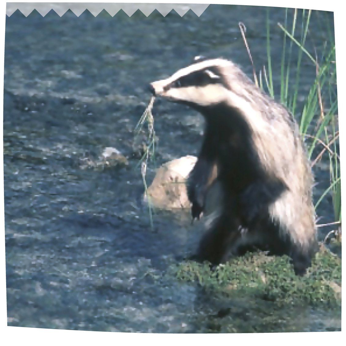 Castor en rio de la red natura 2000