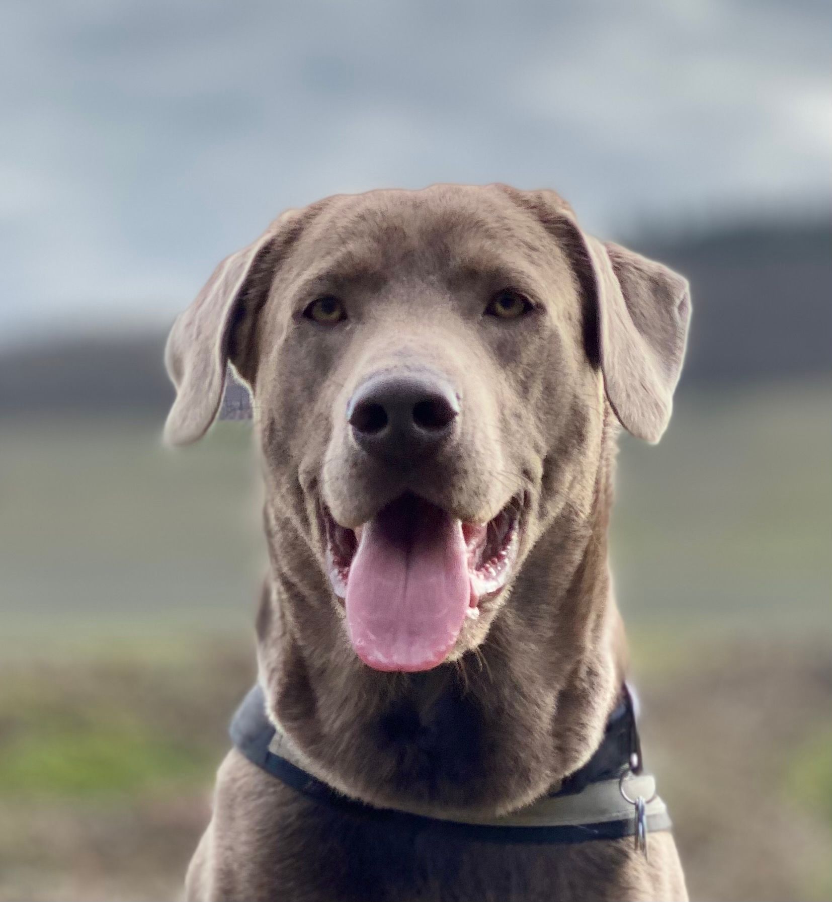 Hunde willkommen