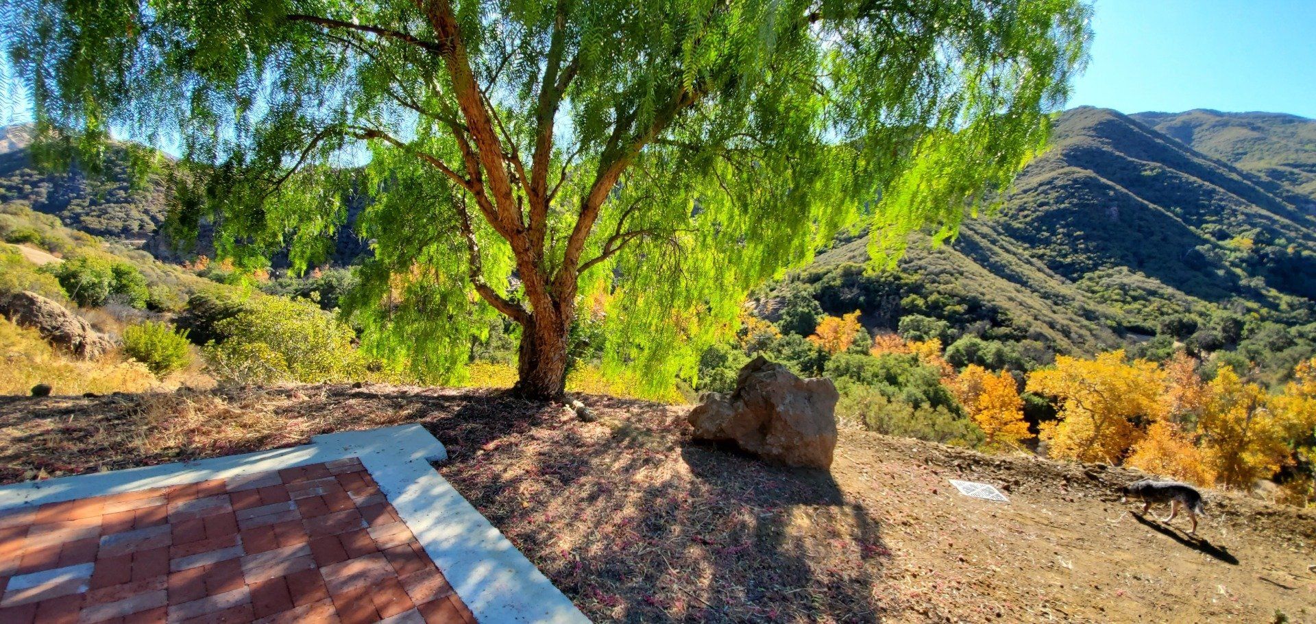 Popular photoshoot location under peppertree with rock