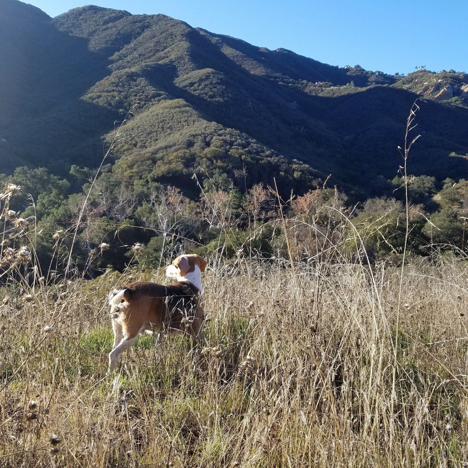 Fur kids, dog park, dogs outside, get outside, mountain views, ranch